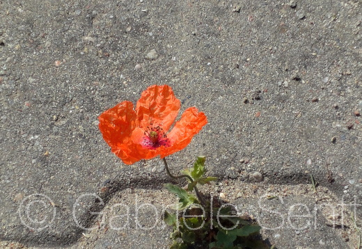 Juni 2010   - Mohnblume