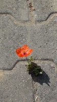 Juni 2010   - Mohnblume