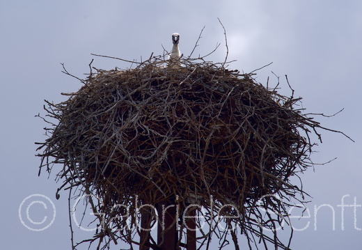 Juli 2014  neugieriges Storchenjunges