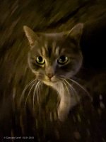 Katzenporträt