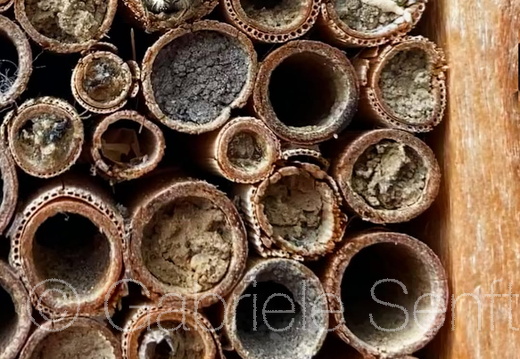 26.03.2022 –Bienehotel.