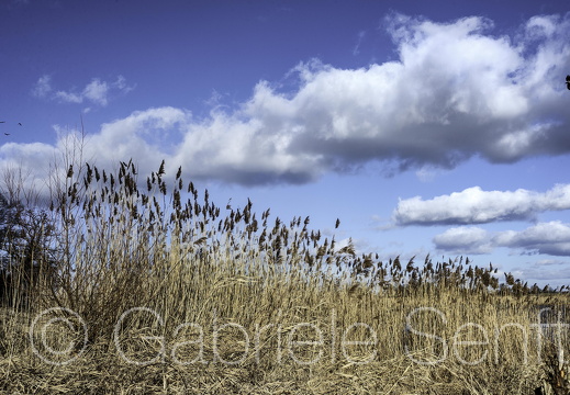 08.02. 2015  Oderlandschaft  bei Lebus