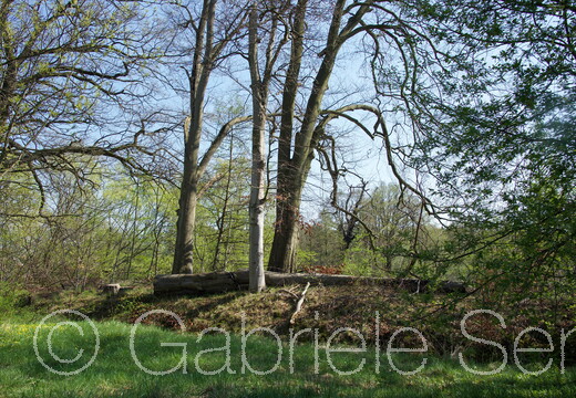 18.04.2018  Waldlandschaft