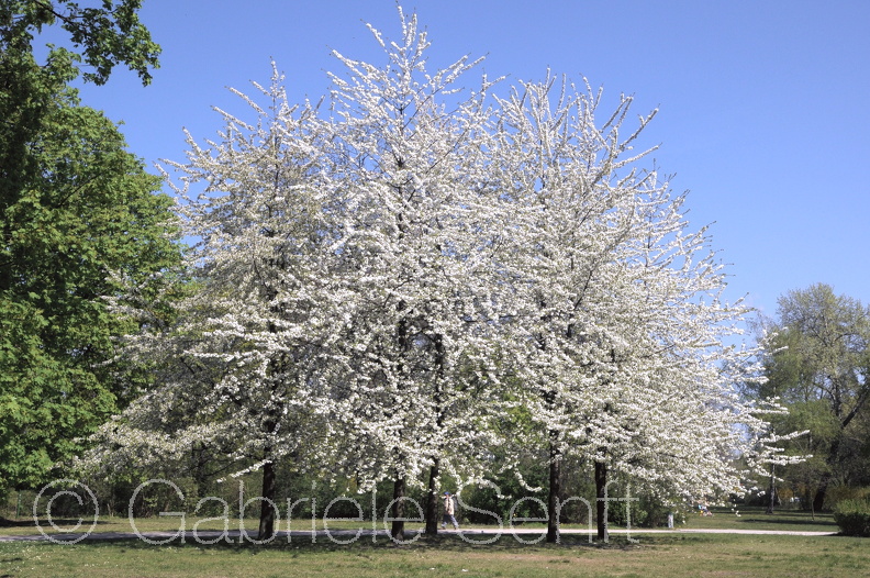 2009-04-16 um 12-41-59.jpg