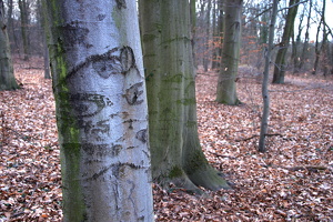 März 2015 Spuren von 1945 im Wald bei Reitwein