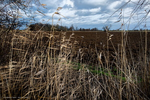 31.01. 2020 Landschaft im Oderbruch