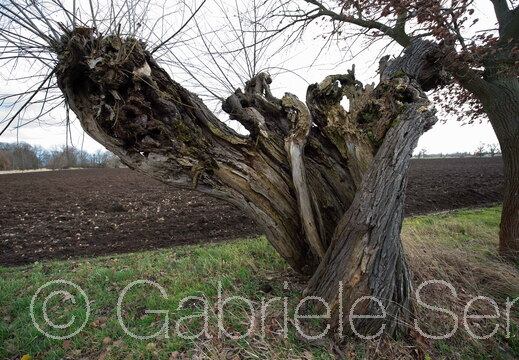 31.01.2020 an der Straße nach Kienitz