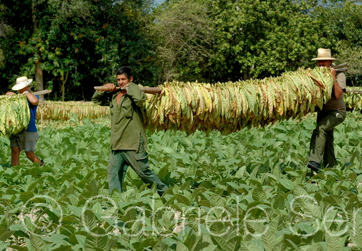 März 2006 unterwegs in Kuba