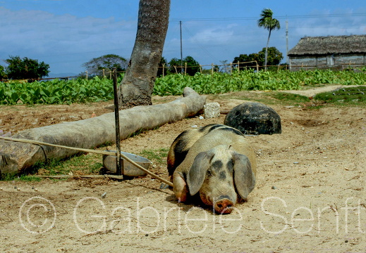 März 2006 – auf dem Weg nach Maria la Gorda 