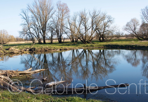 März 2020 Oderlandschaft