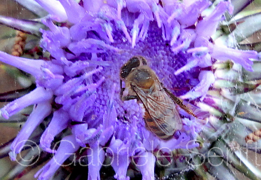 Mai 2011 Zypern, Distel