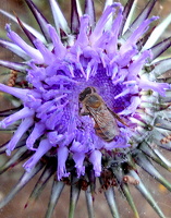 Mai 2011 Zypern, Distel