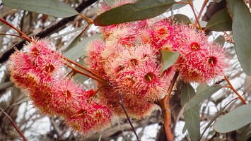 Mai 2011 Zypern, Eukalyptusblüten 