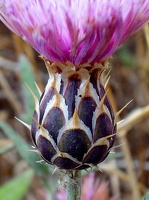 Mai 2011 Zypern, Distel