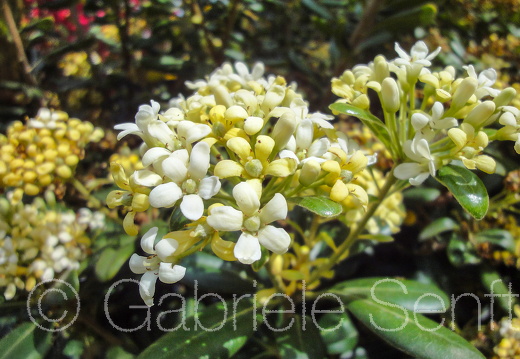 201105Zypern Sony (196)