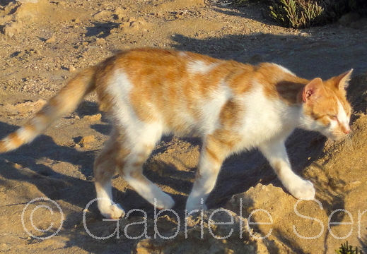 Mai 2011 unterwegs auf Zypern