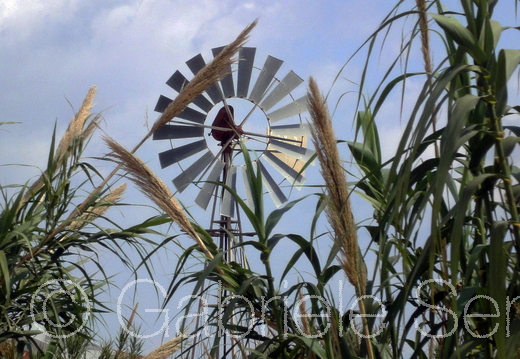 201105Zypern Sony (236)b