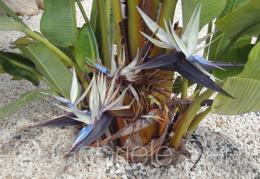 201105Zypern Sony (238)