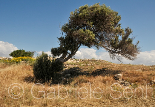 201105Zypern(II) (92)