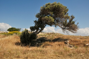 201105Zypern(II) (92)