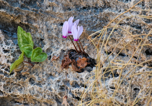 201105Zypern(II) (118)