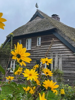 2023 09 12 Bornhaus Gelbe Blumen