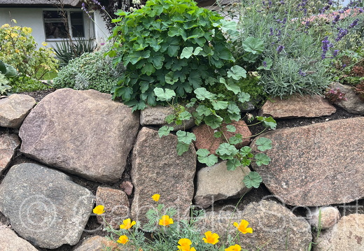 2023 09 12 Islandmohn