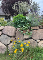 2023 09 12 Islandmohn
