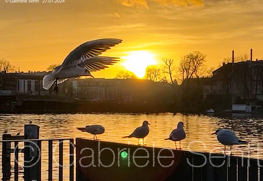 27.01.2024 an der Dame, Berlin Köpenick