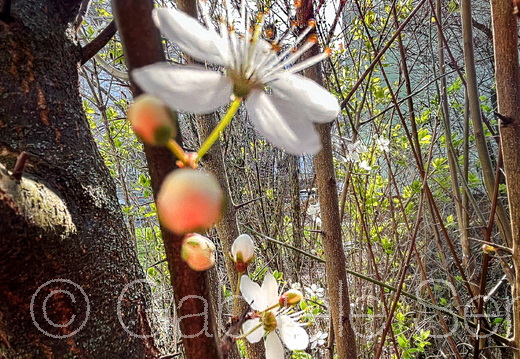 13.03.2024 Blüten und Sonne
