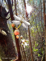 2024 03 13 Blüten und Sonne