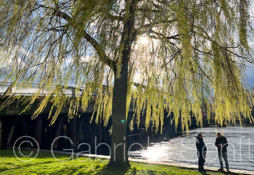 28.03.2024 Weide an der Dame