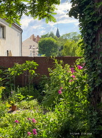 2024 05 27 GartenIMG 3252 2 Kopie