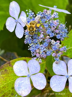 2024 06 07 Blaublümchen und Biene
