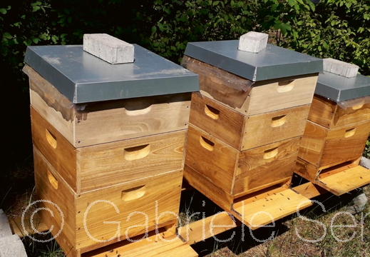 Frühjahr 2020 – drei Bienenvölker im Übergangsheim Treptow Köpenick