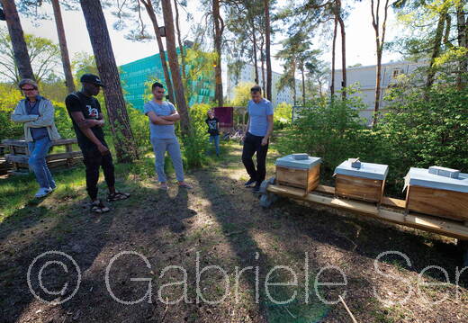 Frühjahr 2020 - an den Bienenkästen