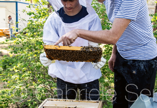 April 2020 Bienenpflege 