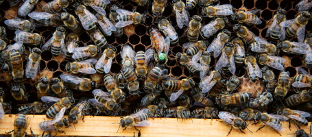 Mai 2020 Bienen 