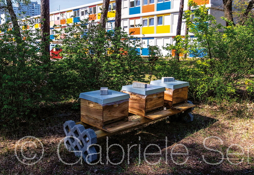April 2020 an den Bienenkästen im Übergangsheim