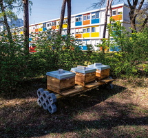 April 2020 an den Bienenkästen im Übergangsheim