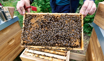 Oktober 2020 Bienenpflege