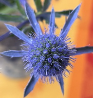 IMG 1809- Distel2