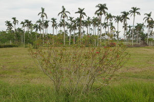 Cuba 1 158