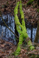 11.03.2025 Darßwald
