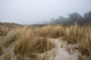 11.03.2025 Weststrand im Nebel