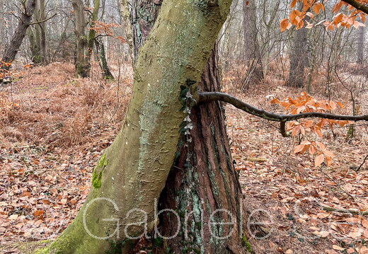 11.03.2025 Darßwald