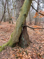 11.03.2025 Darßwald