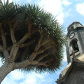 Teneriffa, Spanien 2006