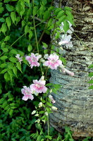 DSC 5993