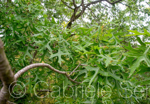 25.06.2025 Fototour Baumkronenpfad